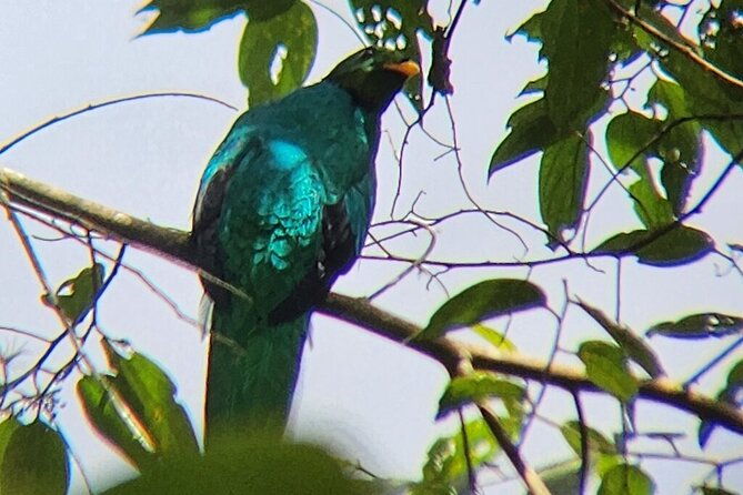 mindo-cloud-forest-private-tour-birdwatching-birds-nature