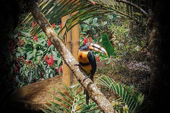mindo-tour-with-traditional-breakfast-at-hummingbirds-sanctuary
