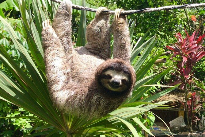 monkey-watch-and-gatun-lake-wildlife-safari-tour
