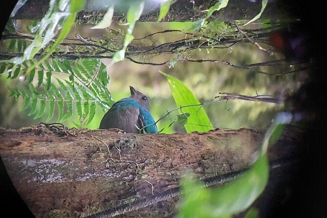 monteverde-cloud-forest-tour