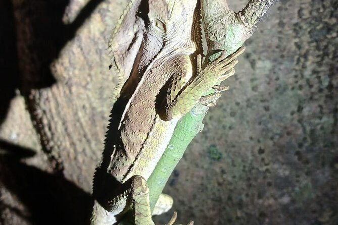 monteverde-night-tour-in-the-forests