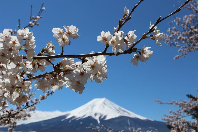 mt-fuji-cherry-blossom-one-day-tour-from-tokyo