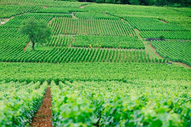 multi-day-private-tour-prestige-burgundy-with-12-premiers-grands-crus