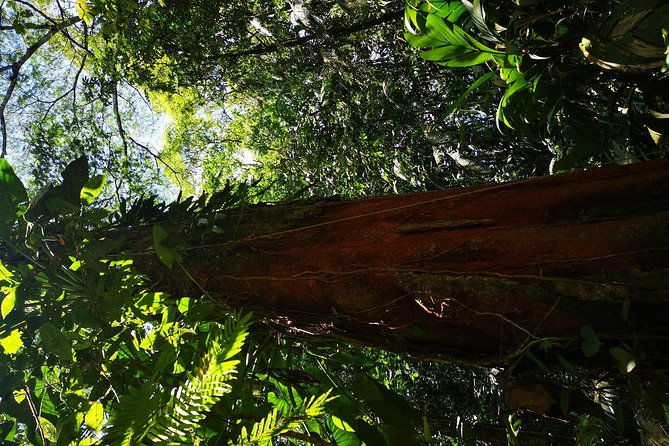 nature-hike-in-la-fortuna