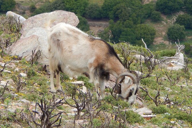 naxos-hike-to-the-top-of-the-cyclades-mount-zas-2