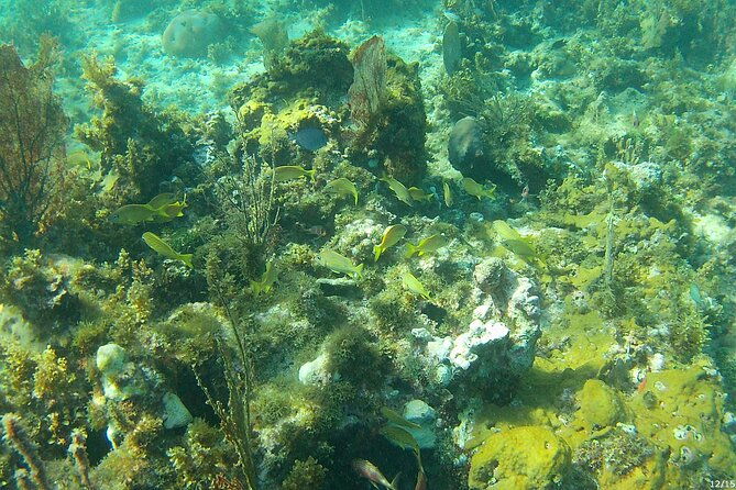 negril-glass-bottom-boat-tour-snorkeling-and-booby-cay