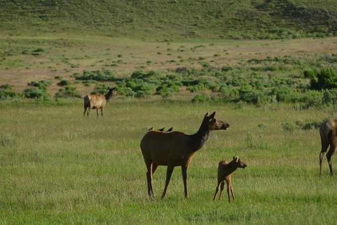 north-yellowstone-day-tour-lamar-valley-private-day-tour