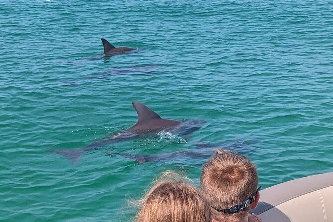 one-hour-harbor-shared-tour-with-dolphin-watching