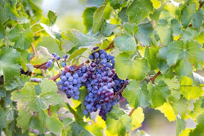orosei-4x4-tour-wine-tasting