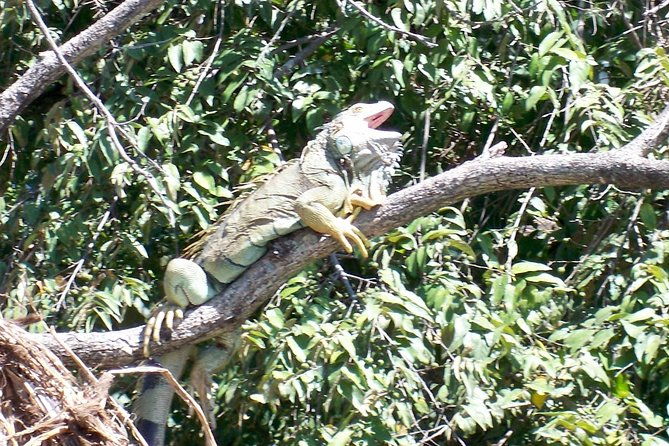 palo-verde-riverboat-tour