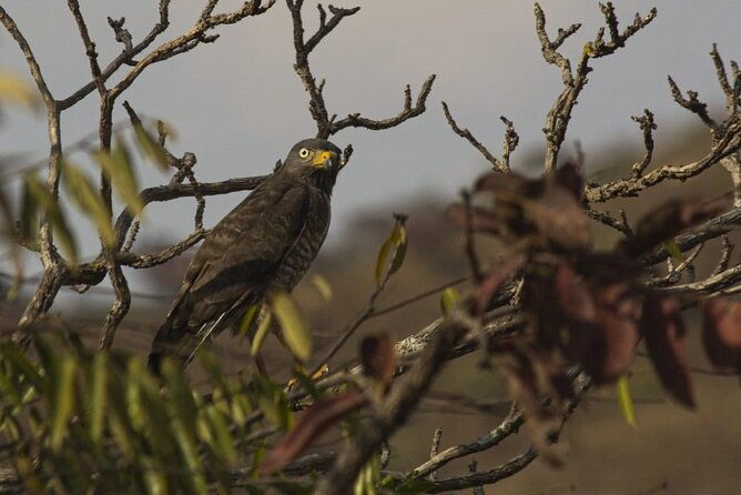palo-verde-wetlands-full-experience