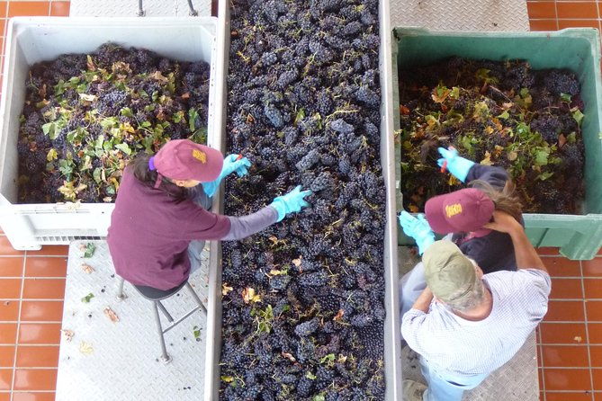 pienza-montalcino-brunello-wine-and-pecorino-cheese-private-tour-from-florence-2