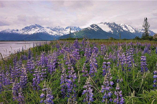 port-homer-day-tour-wilderness-wildlife-and-beach-experience-2