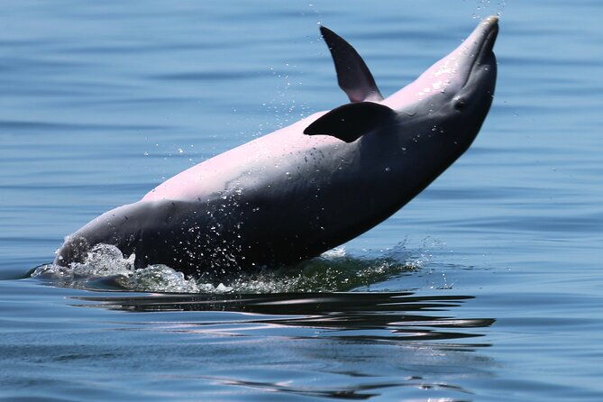 private-3-hour-powerboat-dolphin-cruise-with-remote-beach-stop-up-to-6-guests-2