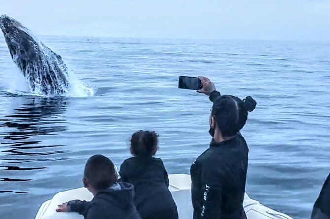 private-dolphin-and-whale-watching-tour-in-newport-beach