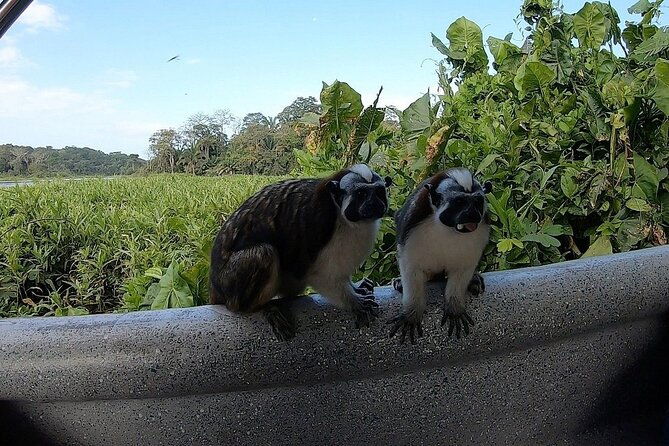 private-tour-to-monkey-island-and-sloth-sanctuary-in-gamboa