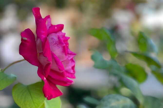 private-tour-to-the-alhambra-and-generalife-from-motril-port-2