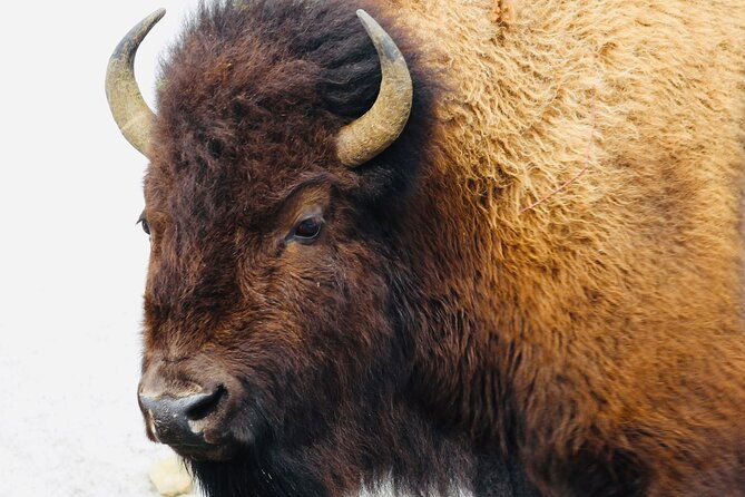 private-yellowstone-lower-loop-tour