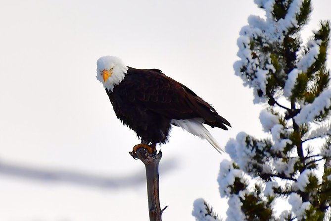 private-yellowstone-winter-wolf-watching-and-wildlife-safari-2