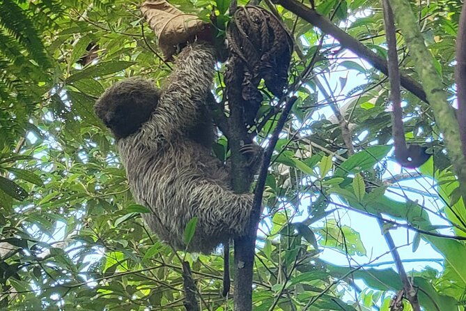 rio-celeste-waterfall-peace-tree-encounter-sloth-adventure