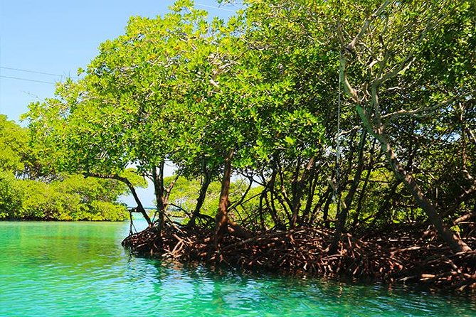 roatan-mangrove-tunnel-culture-tour-on-a-water-taxi-tuk-tuk