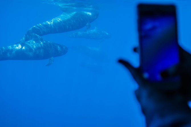 royal-delfin-3h-dolphin-whale-watching-swimming-lunch