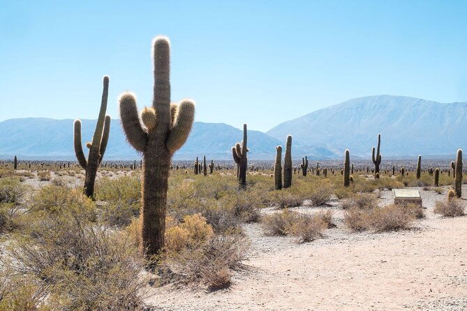 salta-calchaqui-valley-scenic-drive-and-day-trip-to-cachi