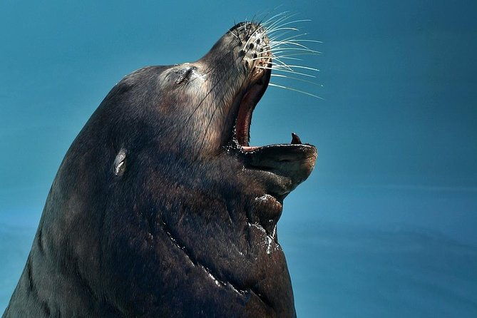 skip-the-ticketing-line-aquarium-of-the-pacific-general-admission-ticket