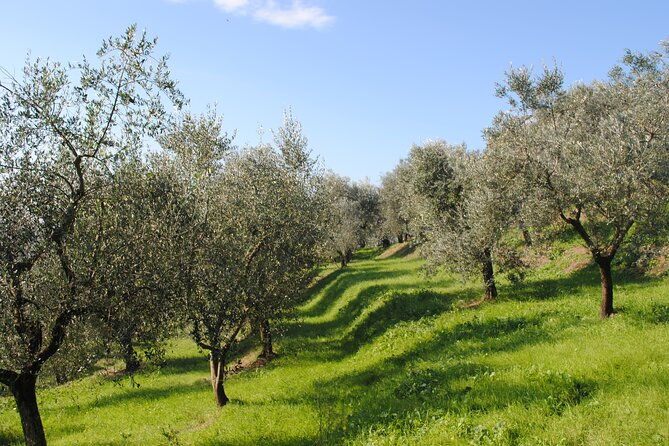 small-group-olive-oil-and-wine-tour-with-light-lunch