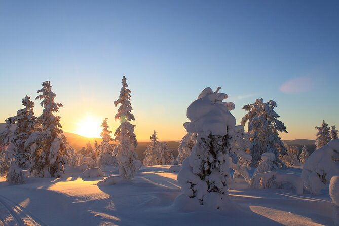 snowshoe-in-a-winter-forest