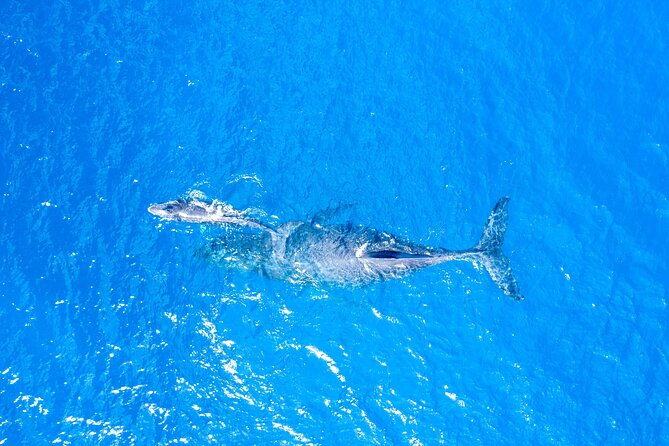 super-raft-private-charter-maui-3-hour-snorkel-to-coral-gardens-or-molokini