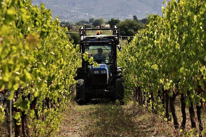 tasting-selection-of-4-wines-in-montefalco