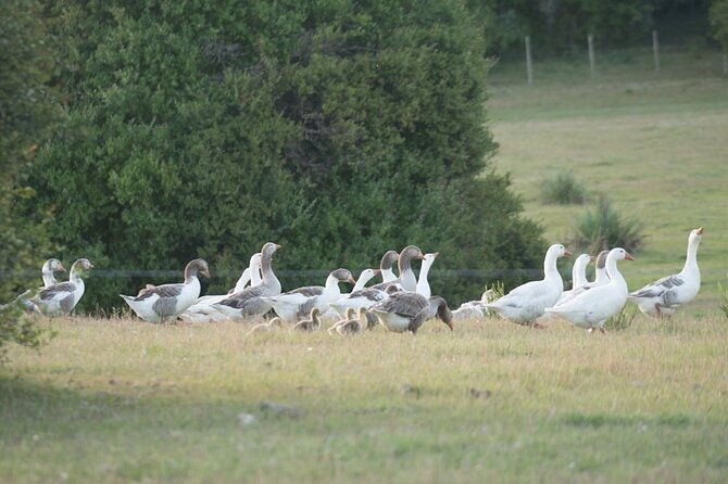 three-days-tour-in-a-traditional-ranch-estancia-la-pilona