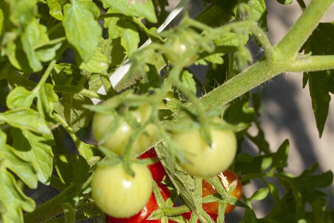 tour-in-the-heady-scents-of-our-garden-in-ragusa