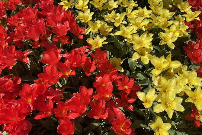 tulip-festival-in-skagit-valley-tour-from-seattle