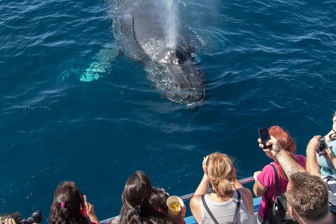 whale-watching-cruise-from-newport-beach