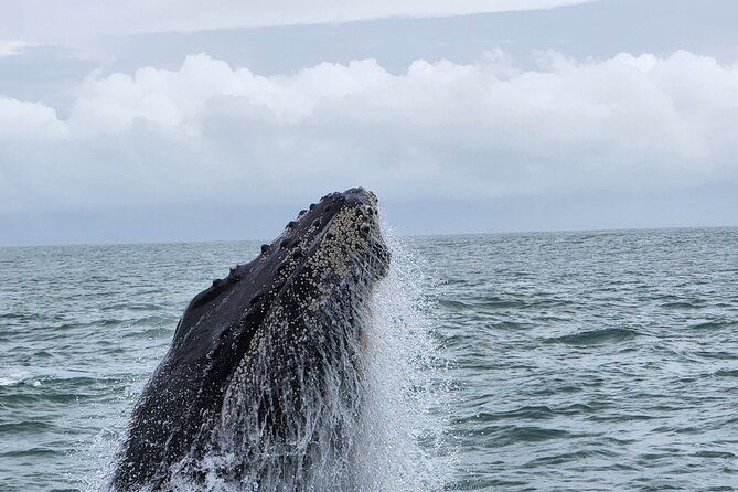 whale-watching-experience-marino-ballena-national-park