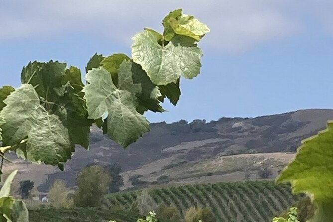 wine-tours-of-the-santa-ynez-valley