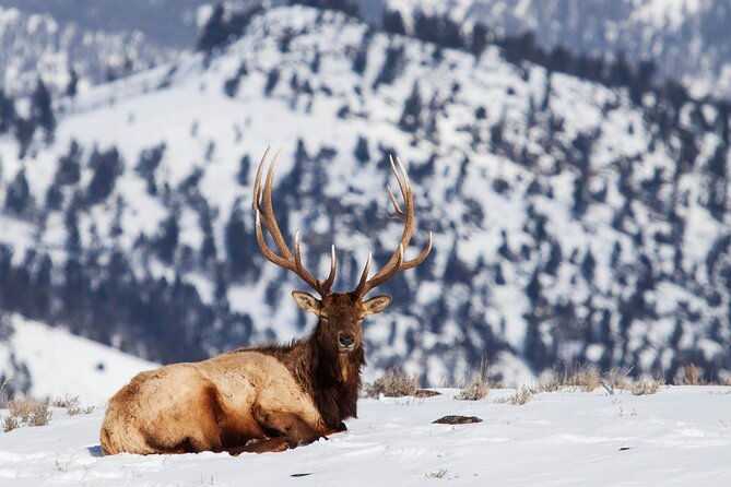 yellowstone-winter-wildlife-safari-from-bozeman-private-tour