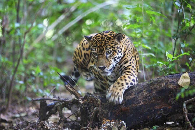 admission-ticket-to-las-pumas-rescue-center