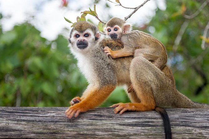 adventure-bundle-monkeyland-ziplines-buggies-punta-cana