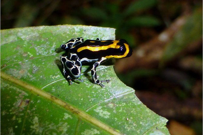adventure-in-the-amazon-jungle-5d-4n-at-amazon-mamori-lodge