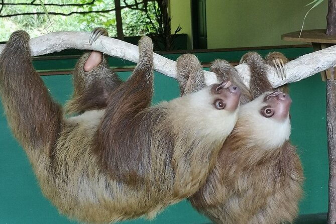 aerial-tram-sloth-sanctuary-in-the-rainforest