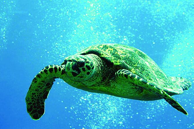 afternoon-hawaiian-green-sea-turtle-and-dolphin-snorkel-and-sail
