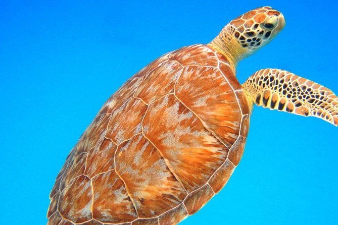 afternoon-snorkeling-adventure-in-st-thomas
