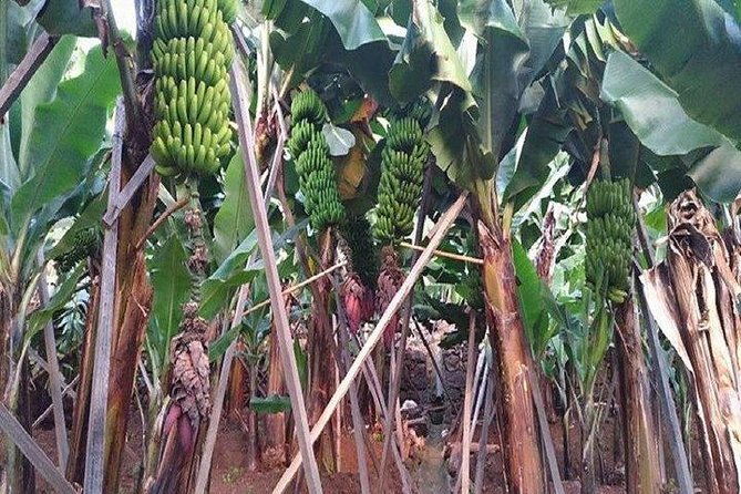 agriculture-green-tour