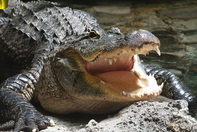 airboat-rides-in-west-palm-beach-captain-wayne