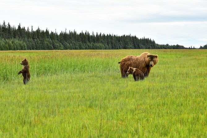 alaska-bear-viewing-adventure-from-seward