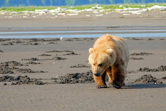 alaska-bear-viewing-day-trip-from-homer