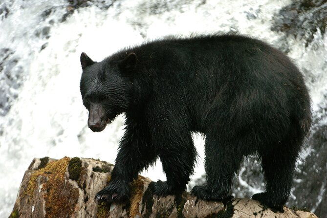 alaskan-bear-encounter-by-land-sea-2